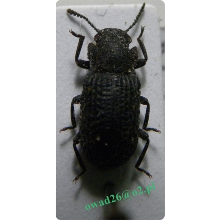 Bolitophagus reticulatus (Linnaeus, 1767) Grzybiec